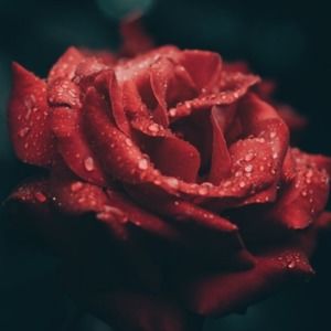 Meet your Posher, Ariana